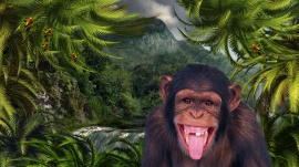 Jungle Monkey Logon