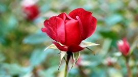 Rose Red 3
