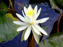 Water Lily 2 for iPad