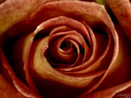 Rust Rose