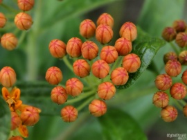 Orange Buds