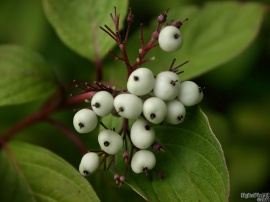 Berries White