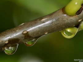 Twig Drops