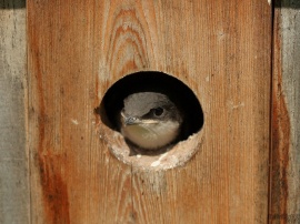 Sparrow Baby