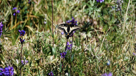 Anise swallowtail (Mt.Hood).jpg