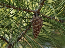 Cone Of Pine
