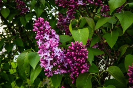 First Lilacs