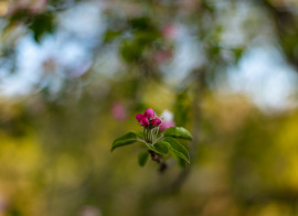 Apple Blossom Buds